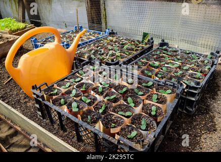 Triebe der Gurken. Dikotylen verlässt. Sämlinge Gurken. Stockfoto