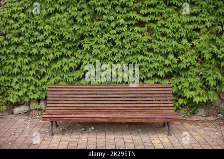 Einsame Holzbank im Park, umgeben von Efeu Stockfoto