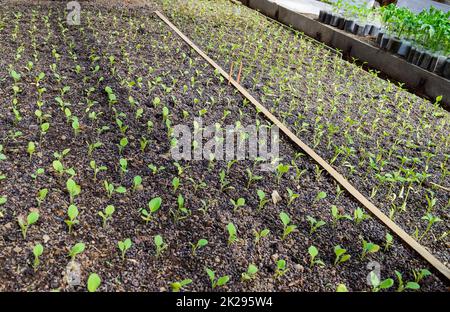 Sämlinge Aubergine im Gewächshaus. Wachsende Auberginen Gemüse im Gewächshaus Stockfoto