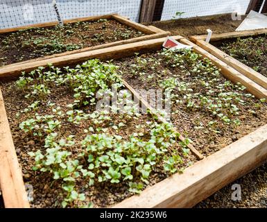 Keimlinge von Kohl. Anbau von Kohl in einem Gewächshaus. Stockfoto