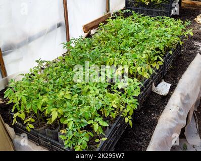 Sämlinge von Tomaten. Wachsende Tomaten im Gewächshaus Stockfoto