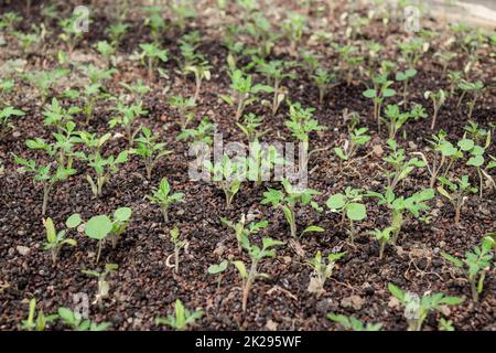 Sämlinge von Tomaten. Wachsende Tomaten im Gewächshaus Stockfoto