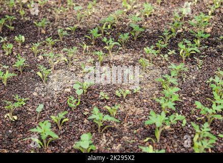 Sämlinge von Tomaten. Wachsende Tomaten im Gewächshaus Stockfoto