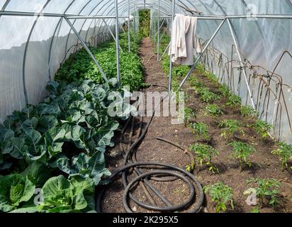 Keimlinge von Kohl. Anbau von Kohl in einem Gewächshaus. Stockfoto