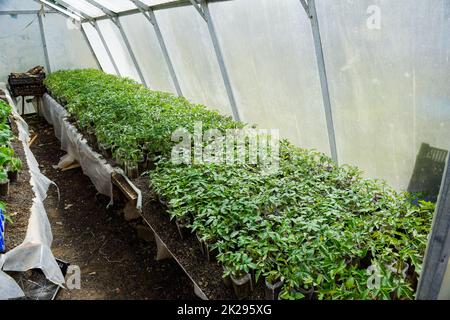 Sämlinge von Tomaten. Wachsende Tomaten im Gewächshaus Stockfoto