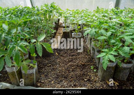 Sämlinge von Tomaten. Wachsende Tomaten im Gewächshaus Stockfoto