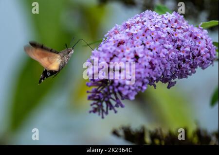Kolibri Hawk-Motte nectaring auf Buddleia Blumen. Stockfoto