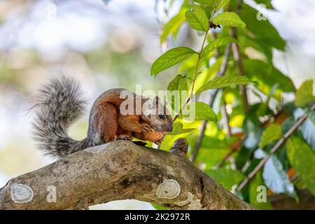 Buntes Eichhörnchen, Sciurus variegatoides Stockfoto