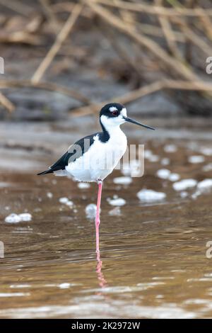 Der schwarze Stelzenläufer, Costa Rica Stockfoto