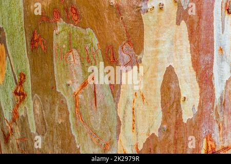 Wunderschöne orange-gelbe Baumrinde aus Voula in Griechenland. Stockfoto