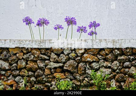 Die purpurne Nillilie blüht an einer weißen Wand im kleinen Dorf Villa Nova, Terceira Island, Azoren, Portugal. Stockfoto