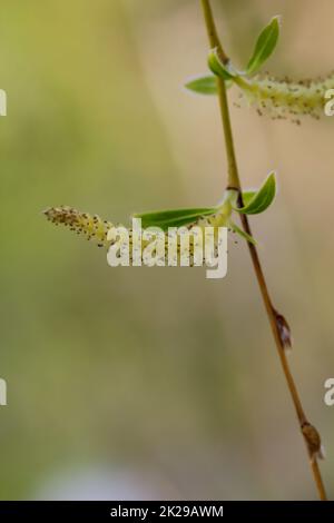 Die Blume einer Trauerweide mit Pollen und Blättern. Stockfoto