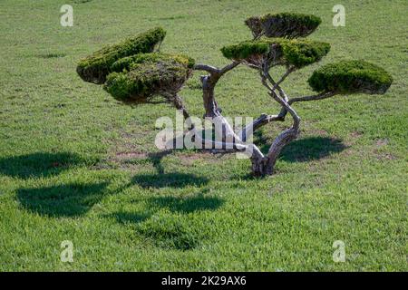 Ein Koniferenholz, wie ein Bonsai auf einem Rasen geschnitten. Stockfoto