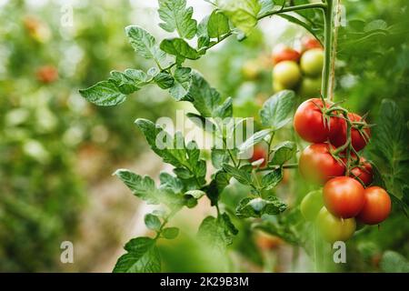 Tomaten Wachsen Auf Pflanzen Im Gewächshaus Stockfoto