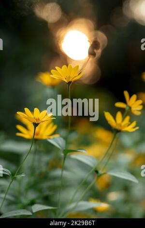 Elegante Hochzeitsdekorationen aus natürlichen Blumen Stockfoto