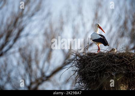 Elegante Weißstorch (Ciconia ciconia) während der Brutzeit, besetzt die Pflege seiner kleinen Stockfoto