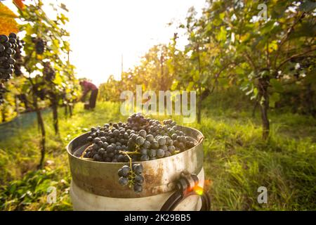 Erntefrisch rote Trauben in einem Koffer auf einem Weingut (getönten Farbbild) Stockfoto