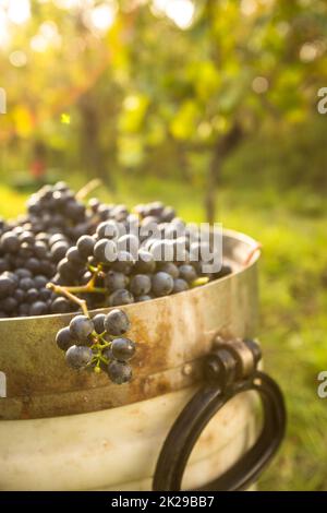 Erntefrisch rote Trauben in einem Koffer auf einem Weingut (getönten Farbbild) Stockfoto
