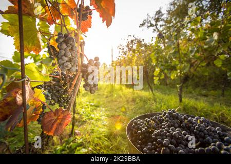 Erntefrisch rote Trauben in einem Koffer auf einem Weingut (getönten Farbbild) Stockfoto