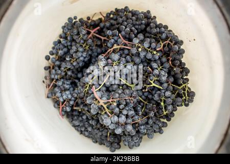 Erntefrisch rote Trauben in einem Koffer auf einem Weingut (getönten Farbbild) Stockfoto