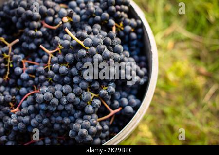 Erntefrisch rote Trauben in einem Koffer auf einem Weingut (getönten Farbbild) Stockfoto