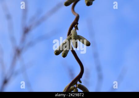 Blühender Haselnussbaum von unten an einem blauen Himmel Stockfoto