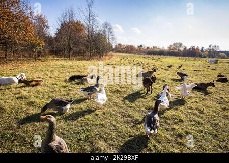 Wunderschöne Gänse (anser anser domesticus) genießen einen morgendlichen Spaziergang auf einer Farm. Hausgans. Gänsefarm. Gänse (anser anser domesticus) genießen einen morgendlichen Spaziergang auf einem Bauernhof. Hausgans. Gänsefarm. Stockfoto