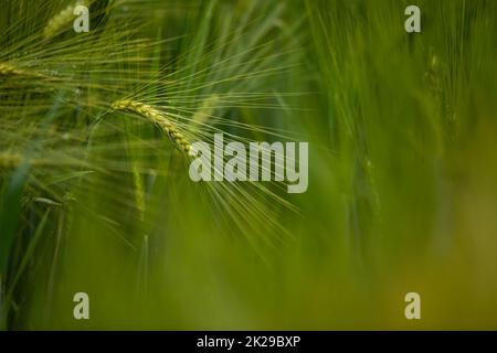 Einzelne grüne Gerstenpflanze vor dunklem Hintergrund. Gerstenkorn wird für Mehl, Gerstenbrot, Gerstenbier, einige Whiskeys, einige Wodkas, Und Tierfutter. Selektiver Fokus, Platz für Text Stockfoto