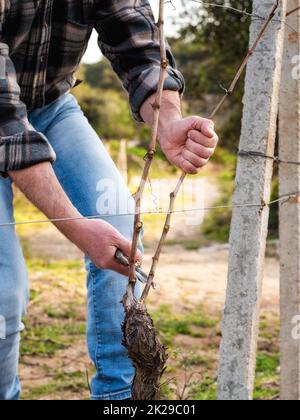 Ein Bauer, der im Winter den Reben schneidet. Landwirtschaft. Stockfoto