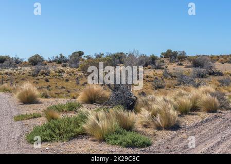 Wüstenlandschaft an der atlantikküste von Patagonien, Argentinien Stockfoto