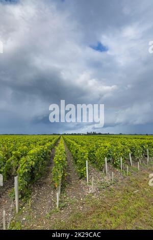 Typische Weinberge in der Nähe von Saint-Julien-Beychevelle, Bordeaux, Aquitanien, Frankreich Stockfoto