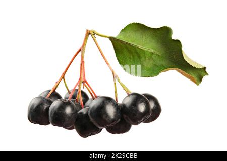 Aronia (apfelbeere) Früchte mit Stängel und Blatt, auf weißem Hintergrund, Nahaufnahme, Detail. Stockfoto