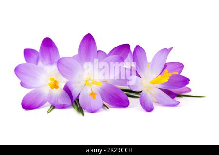 crocus - eine der ersten Frühlingsblumen auf weiß Stockfoto