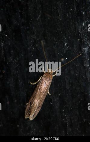 Falltragende Kleidung Motte Tinea pellionella. Stockfoto