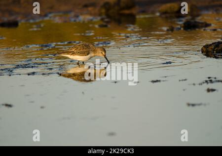 Dunlin Calidris alpina auf der Suche nach Essen. Stockfoto