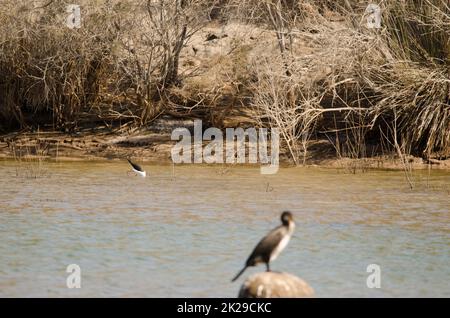 Schwarzflügelpfahl auf der Suche nach Nahrung und großem Kormoran im Vordergrund. Stockfoto