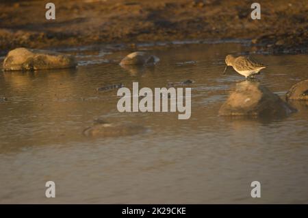 Dunlin Calidris alpina im Winterzubehör. Stockfoto