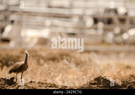 Glänzendes ibis Plegadis falcinellus im Stehen. Stockfoto