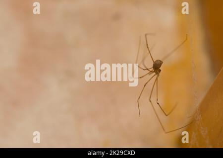 Papi-Langbein-Spinne Pholcus phalangioides. Stockfoto