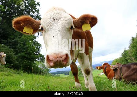 Ein Simmentales Kalb im Sommer auf einer Weide in Bayern Stockfoto