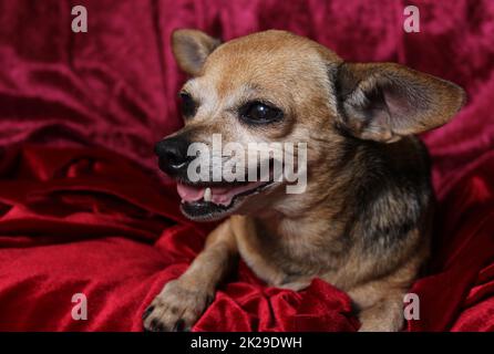 Kleiner Chihuahua-Hund auf roter Samtdecke Stockfoto