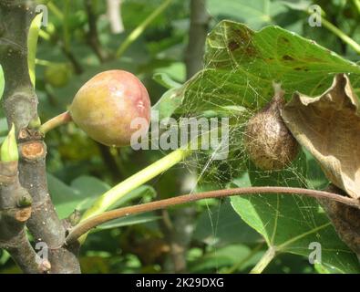 Garten-Spinne Argiope Aurantia Eiersack getarnt in Feigenbaum Stockfoto