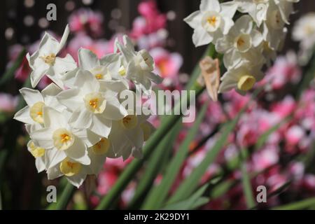 Frühlingssonnige mit rosafarbenen Blumen im Hintergrund Stockfoto