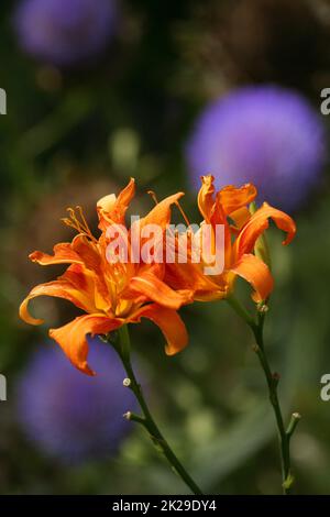 Orange Tageslily - Hemerocallis fulva - mit lila blühenden Artischocken im Hintergrund Stockfoto