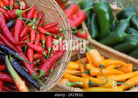 Pablano-Paprika mit asiatischen roten Paprika und gelben Chili-Paprika Stockfoto