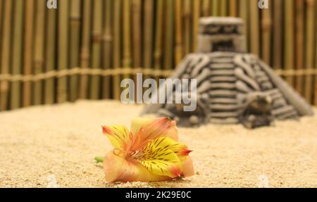 Blume am Strand mit Aztekenpyramide im Hintergrund Stockfoto