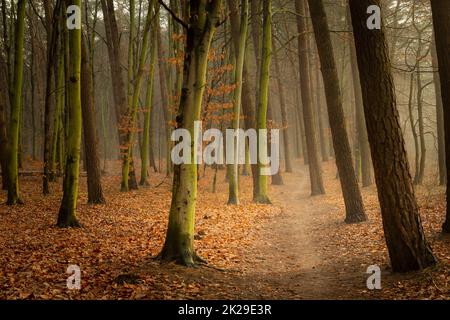Weg durch einen herbstlichen und nebligen Wald Stockfoto