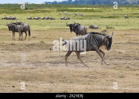 Ein blauer Gnus, Connochaetes taurinus, läuft im Amboseli National Park. Stockfoto