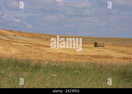 Geerntetes Weizenfeld mit Heuballen Stockfoto