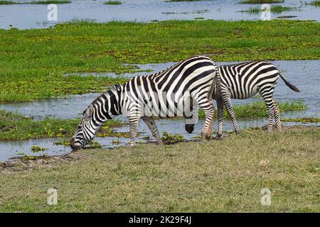 Zwei Ebenen Zebras, Equus quagga, an einem Wasserloch im Amboseli National Park in Kenia. Stockfoto